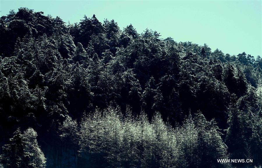 CHINA-HENAN-XINYANG-HUANGBAISHAN NATIONAL FOREST PARK (CN)