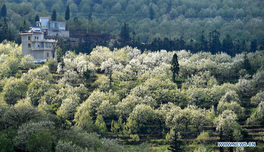CHINA-YUNNAN-PEAR BLOSSOMS (CN)