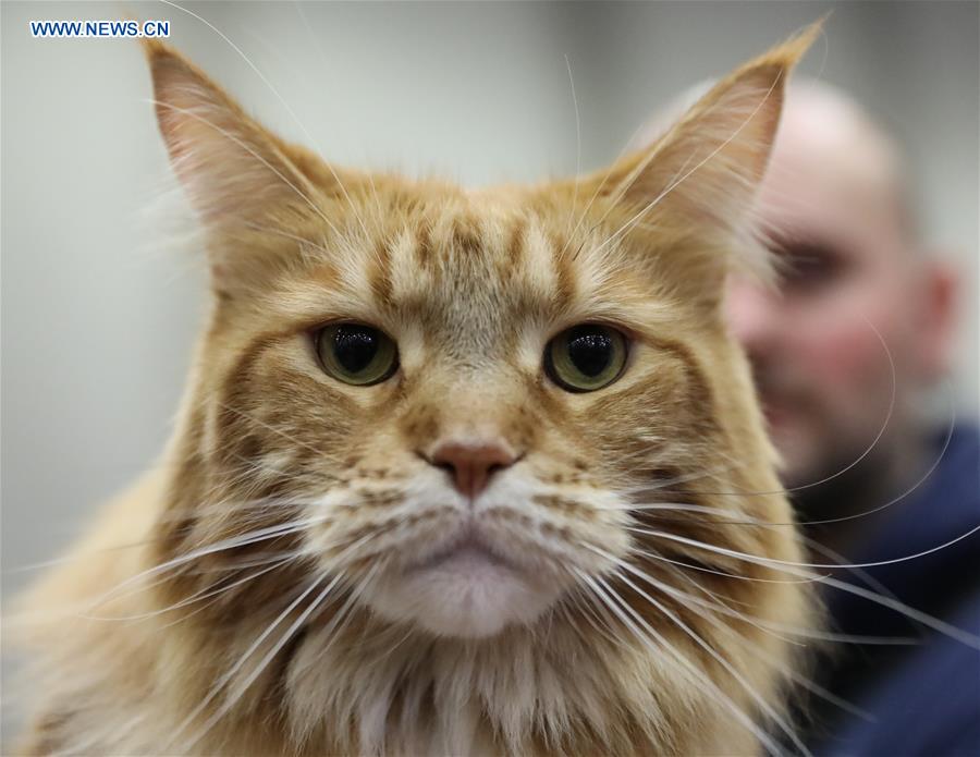 ITALY-BOLOGNA-AMERICAN CAT SHOW