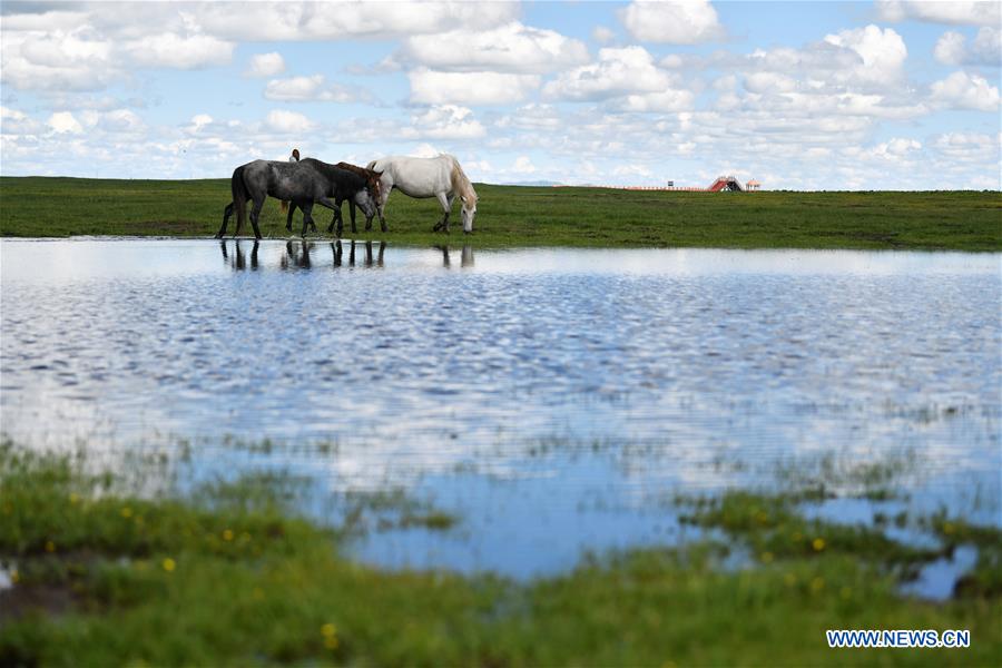 CHINA-GANSU-MAQU-HEQU HORSES (CN)