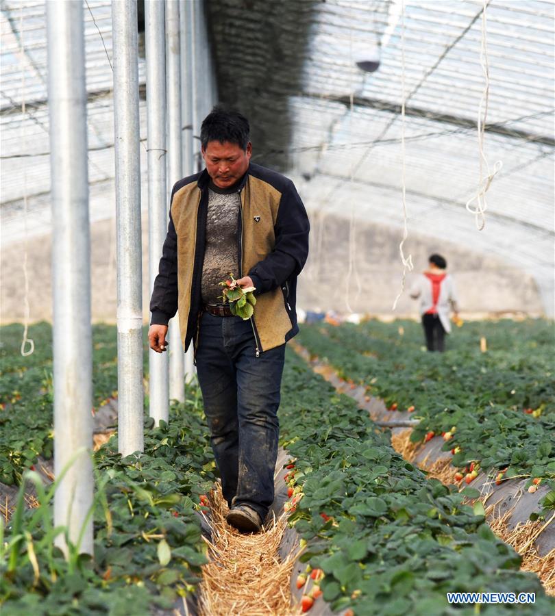 CHINA-SHANDONG-RIZHAO-POVERTY ALLEVIATION (CN)