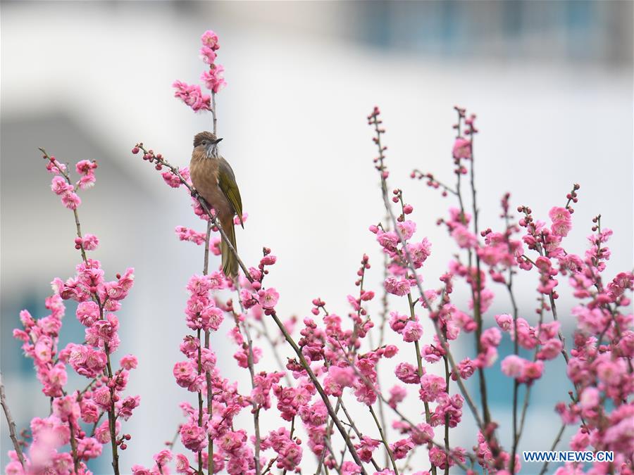 #CHINA-PLUM FLOWERS (CN)