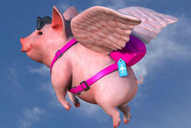 從尋風(fēng)、找豬到穿秋褲