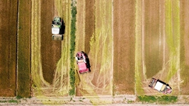 夏糧，穩(wěn)！