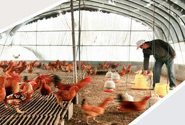 劉永好潘剛解讀家庭農(nóng)場模式:非養(yǎng)殖大戶升級(jí)版