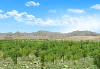 形成農(nóng)林牧、生態(tài)濕地等非主營業(yè)務(wù)