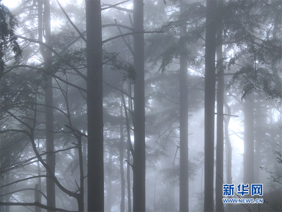 云山霧海鐵杉林