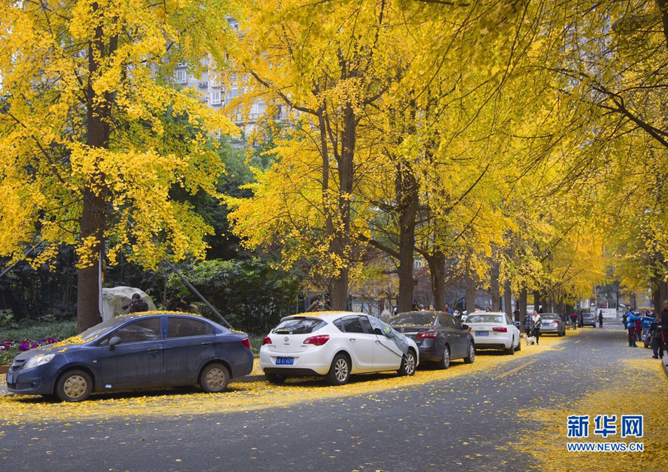 冬日暖陽，成都的銀杏已滿地