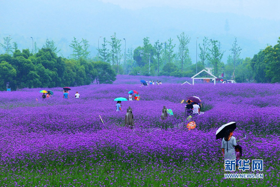 雨中游蓀湖花海，美翻了！