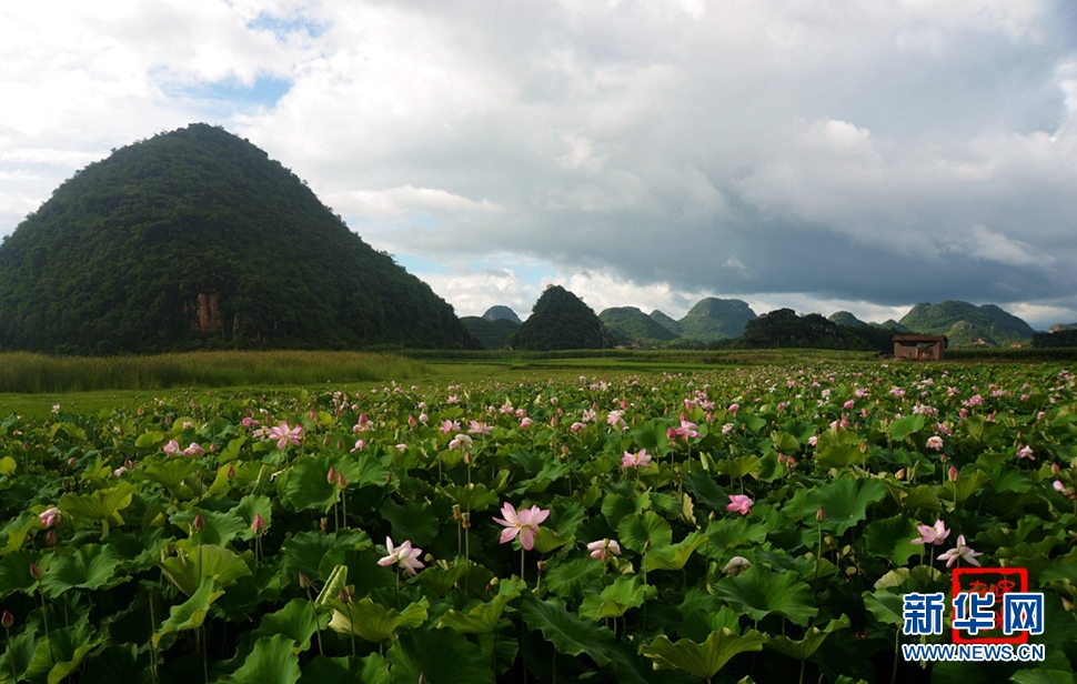 一生一世，萬畝荷花