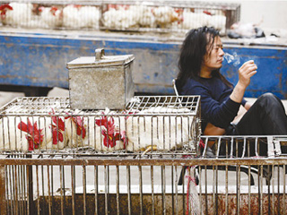 禽流感陰影下的家禽業(yè) 價格可能&ldquo;坐彈簧&rdquo;