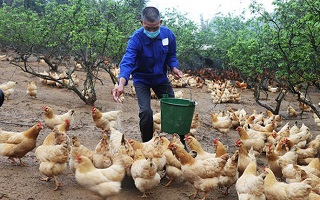 雞&ldquo;急&rdquo;銷售　多方聯(lián)動拓寬銷路