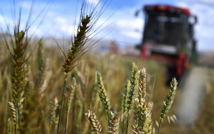 豐收的喜悅！看，各地秋收忙