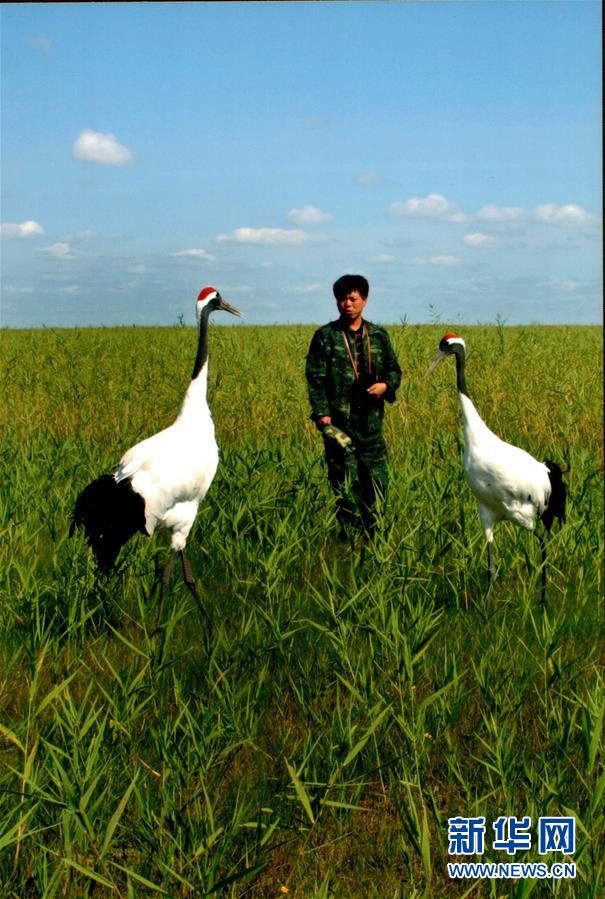 （圖文互動&middot;新華全媒頭條）（6）一家人與一群鶴的生死相守