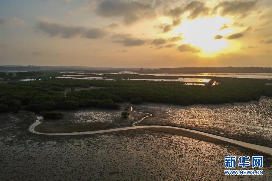 （圖文互動）（1）十年樹木、紅樹成林&mdash;&mdash;&ldquo;海上森林&rdquo;回歸記
