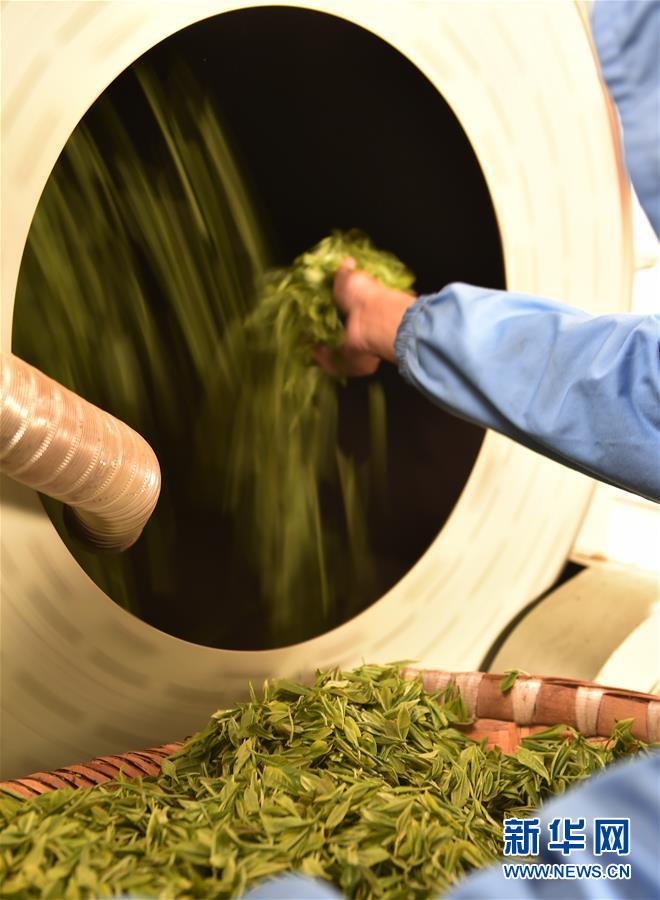 （經(jīng)濟(jì)）（4） 西藏墨脫：茶業(yè)變成致富&ldquo;金葉&rdquo;