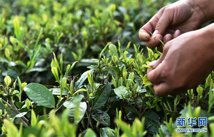 （經(jīng)濟）（8） 西藏墨脫：茶業(yè)變成致富&ldquo;金葉&rdquo;