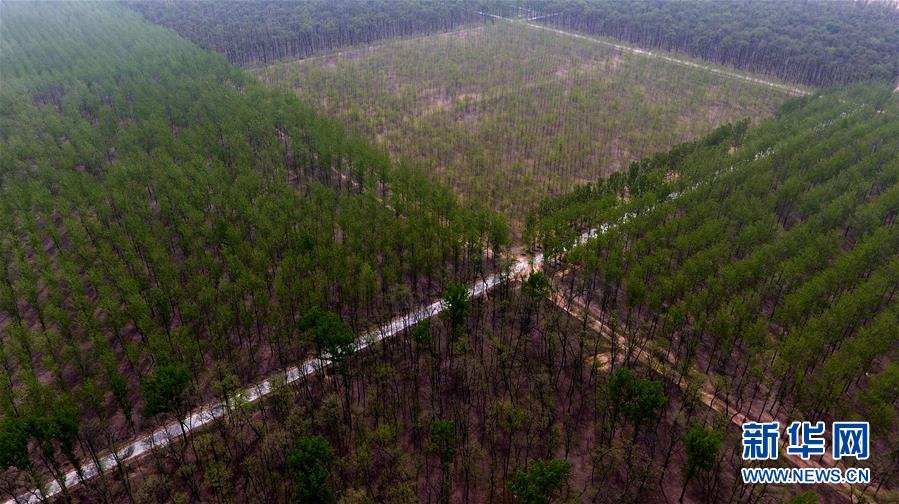（在習(xí)近平新時(shí)代中國特色社會主義思想指引下&mdash;&mdash;新時(shí)代新氣象新作為&middot;圖文互動）（1）河南民權(quán)：三代造林人接力68年播綠黃河故道