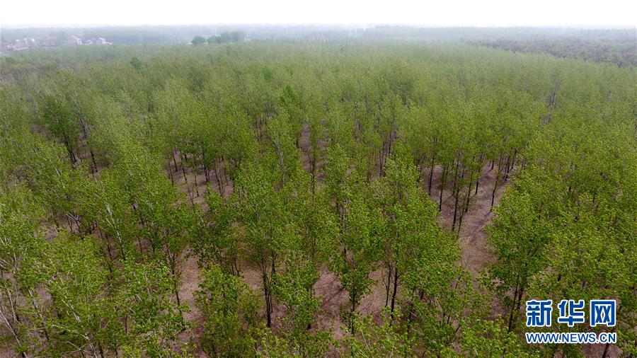 （在習(xí)近平新時(shí)代中國特色社會主義思想指引下&mdash;&mdash;新時(shí)代新氣象新作為&middot;圖文互動）（2）河南民權(quán)：三代造林人接力68年播綠黃河故道
