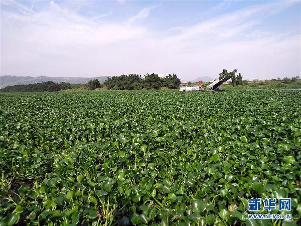 （圖文互動）（4）&ldquo;白練&rdquo;變&ldquo;黑龍&rdquo;，江河變&ldquo;草原&rdquo;－－粵東母親河為何污染20多年難治理？