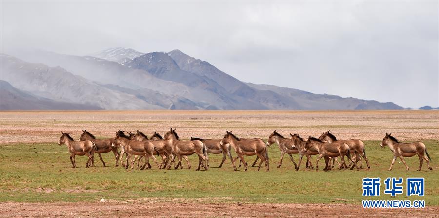 （新華全媒頭條&middot;圖文互動）（9）跨越千里的遠(yuǎn)行&mdash;&mdash;西藏首批高海拔地區(qū)群眾生態(tài)搬遷實(shí)錄