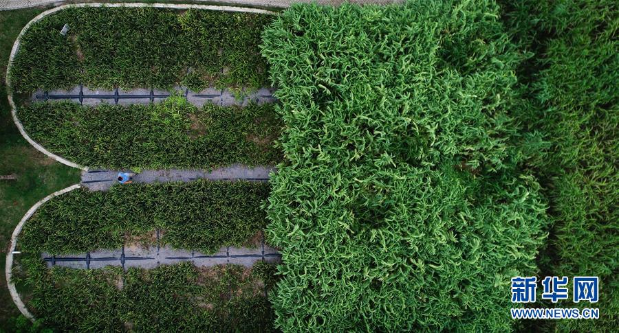 （在習(xí)近平新時(shí)代中國特色社會(huì)主義思想指引下&mdash;&mdash;新時(shí)代新作為新篇章&middot;圖文互動(dòng)）（3）稀奇！治污濕地成了休閑公園&mdash;&mdash;江蘇蘇州全域推進(jìn)農(nóng)村生活污水治理