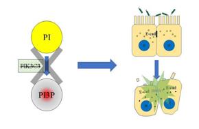 PI3P缺失導(dǎo)致上皮細(xì)胞連接破壞，最終招募中性粒細(xì)胞，發(fā)生急性炎癥
