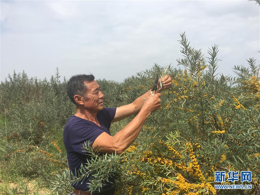 （新華全媒頭條&middot;在習(xí)近平新時(shí)代中國(guó)特色社會(huì)主義思想指引下&mdash;&mdash;新時(shí)代新作為新篇章&middot;圖文互動(dòng)）（9）綠富同興畫卷在沙海中鋪展&mdash;&mdash;庫(kù)布其沙漠生態(tài)治理紀(jì)實(shí)