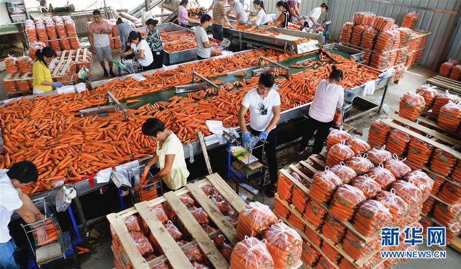 （壯闊東方潮 奮進新時代&mdash;&mdash;慶祝改革開放40年）（9）感受&ldquo;毛烏素&rdquo;的生機