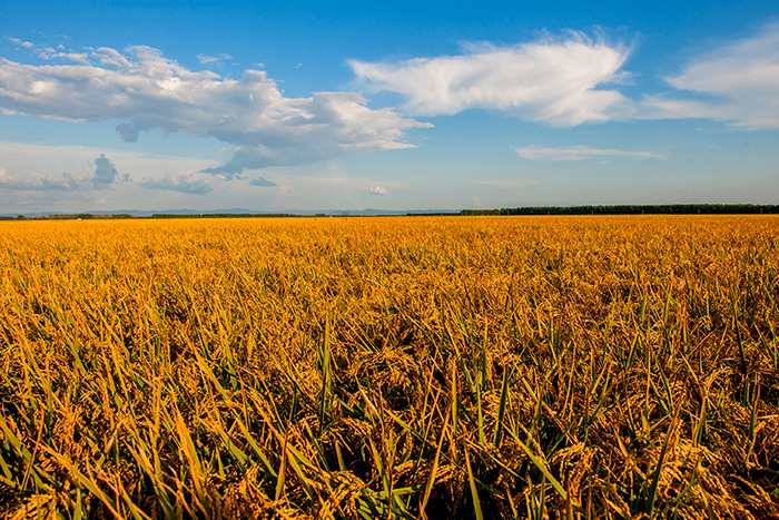 秋收的中國(guó)，你想象不到的美！但更美的是&hellip;&hellip;