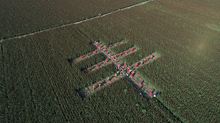 秋收的中國(guó)，你想象不到的美！但更美的是&hellip;&hellip;