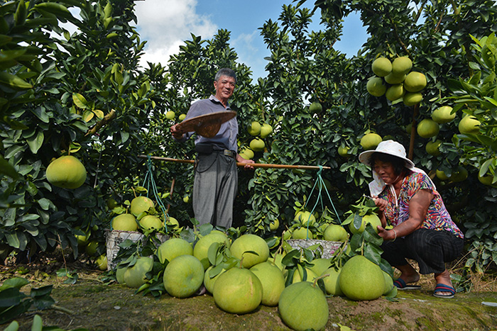 秋收的中國(guó)，你想象不到的美！但更美的是&hellip;&hellip;