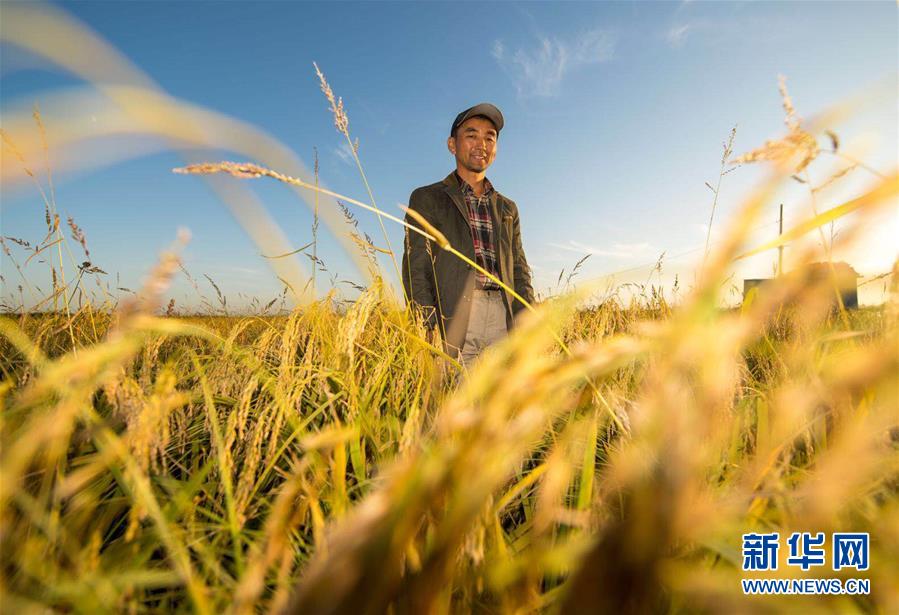 （豐收的味道）（圖文互動）（2）稻人有道&mdash;&mdash;種糧大戶李學明的十余年堅守