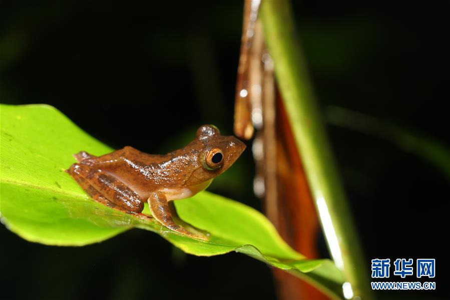 （新華全媒頭條&middot;圖文互動）（1）歸來的雨林 