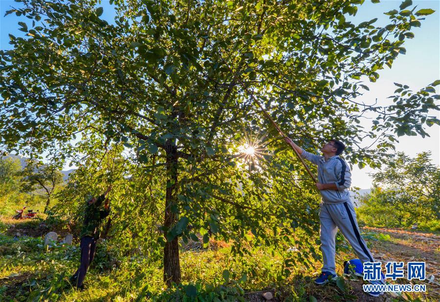 （在習(xí)近平新時(shí)代中國特色社會(huì)主義思想指引下&mdash;&mdash;新時(shí)代新作為新篇章&middot;鄉(xiāng)村振興戰(zhàn)略&middot;圖文互動(dòng)）（1）&ldquo;小山貨&rdquo;成為&ldquo;黃金果&rdquo;&mdash;&mdash;河北涉縣山核桃&ldquo;抱團(tuán)發(fā)展&rdquo;贏市場(chǎng)