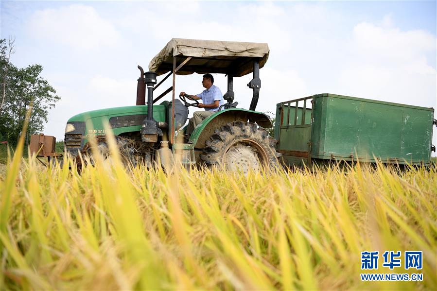 （新華全媒頭條&middot;圖文互動）（7）希望灑在金色田野&mdash;&mdash;寫在鄉(xiāng)村振興戰(zhàn)略實(shí)施一周年之際
