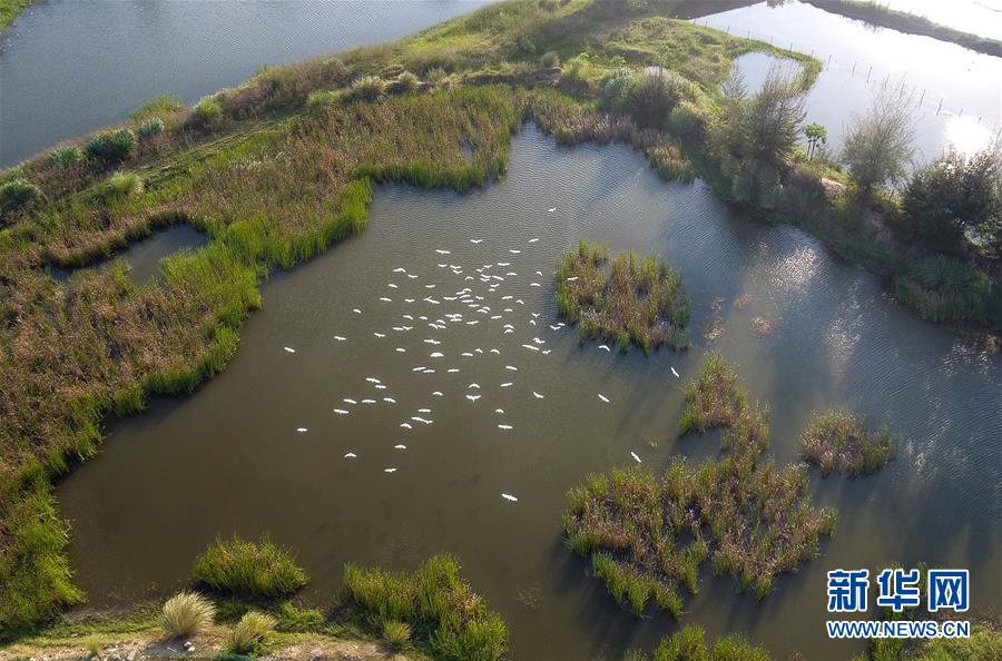 （圖文互動&middot;百城百縣百企調(diào)研行）（5）&ldquo;濕地海口&rdquo;的生態(tài)文明建設實踐