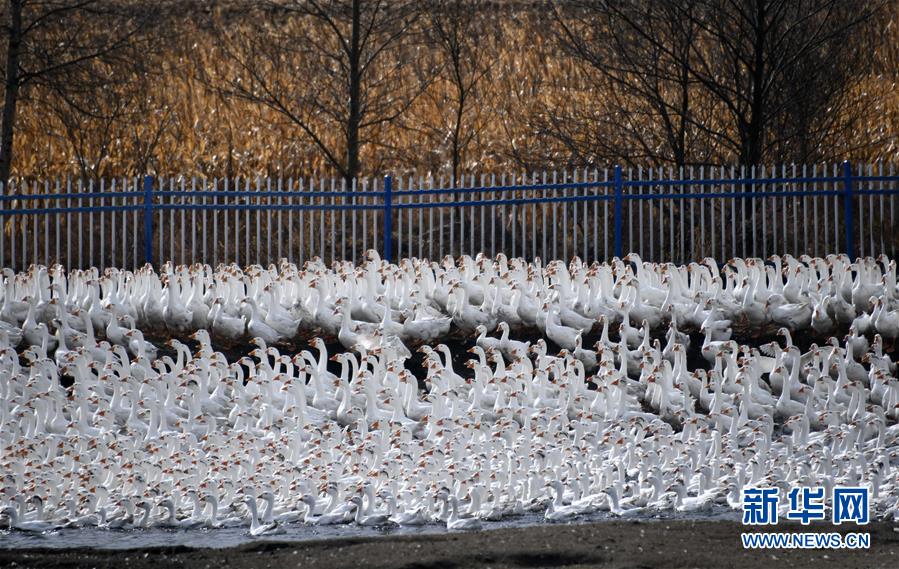 （百城百縣百企調(diào)研行&middot;圖文互動）（6）瞧瞧這些村咋富起來的&mdash;&mdash;黑龍江省牡丹江市發(fā)展特色精品農(nóng)業(yè)促農(nóng)增收