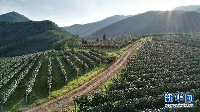 （百城百縣百企調(diào)研行&middot;圖文互動(dòng)）（7）吉林集安：邊陲&ldquo;綠色明珠&rdquo;為何如此閃亮？