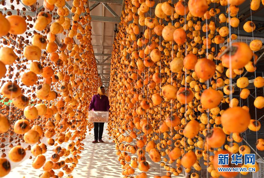 （鏡觀中國(guó)&middot;新華社國(guó)內(nèi)照片一周精選）（15）柿掛
