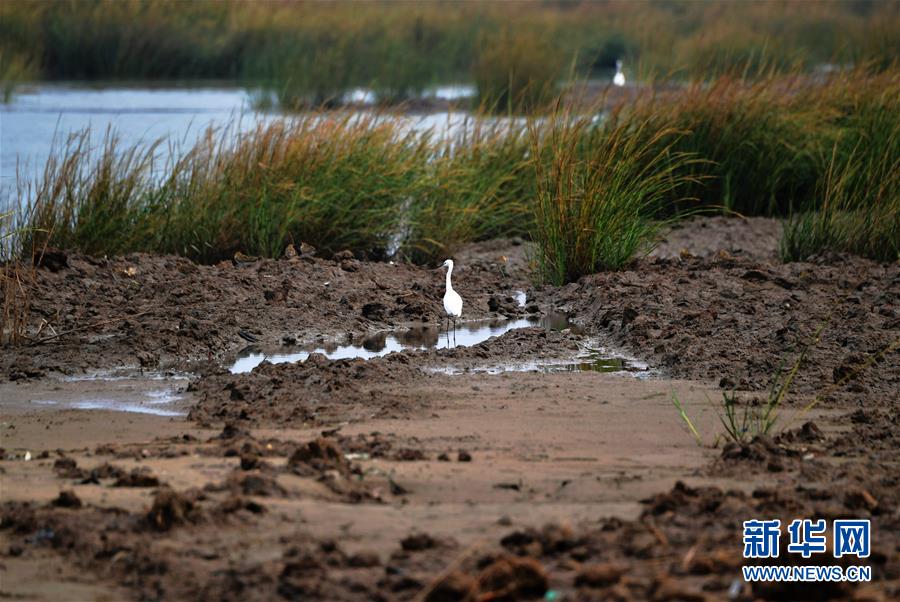 （新華視點&middot;圖文互動）（4）福建10名黨員干部被問責的背后：7部門十余次執(zhí)法未能有效制止泉州灣濕地圍墾行為