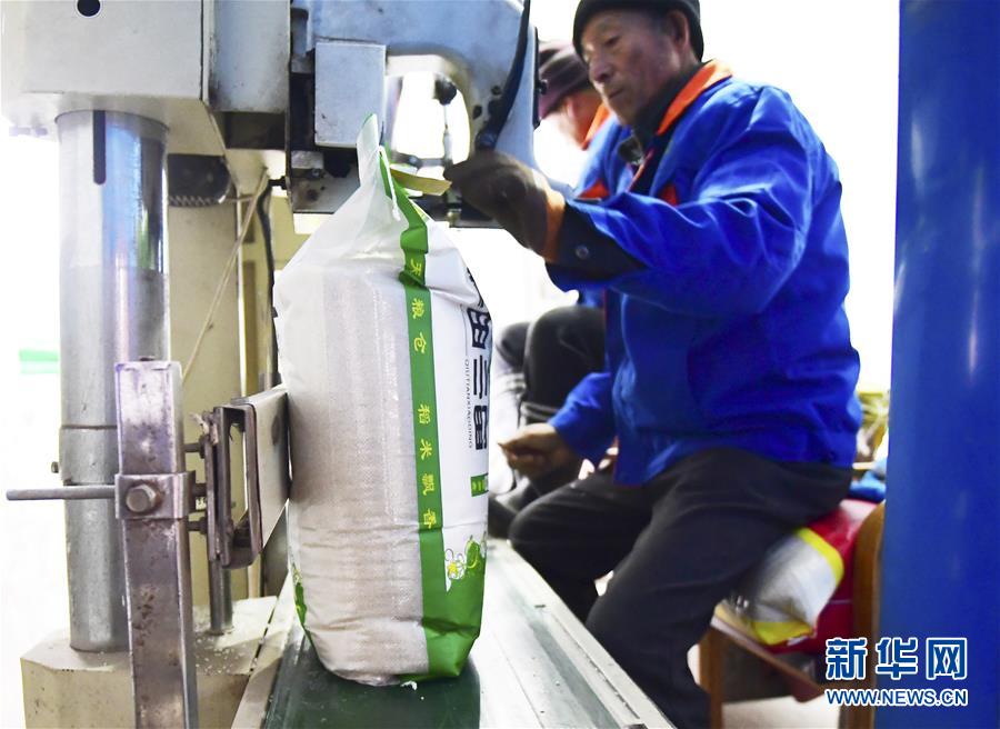 （在習(xí)近平新時(shí)代中國特色社會(huì)主義思想指引下&mdash;&mdash;新時(shí)代新作為新篇章&middot;鄉(xiāng)村振興戰(zhàn)略&middot;圖文互動(dòng)）（3）吉林榆樹：產(chǎn)糧&ldquo;冠軍縣&rdquo;大旱之年從容應(yīng)對(duì)減產(chǎn)考驗(yàn)