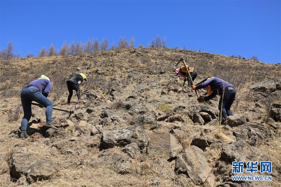 （新華全媒頭條&middot;圖文互動）（8）那一抹綠色，走進(jìn)越來越多人心里&mdash;&mdash;河北塞罕壩續(xù)寫新時代綠色傳奇