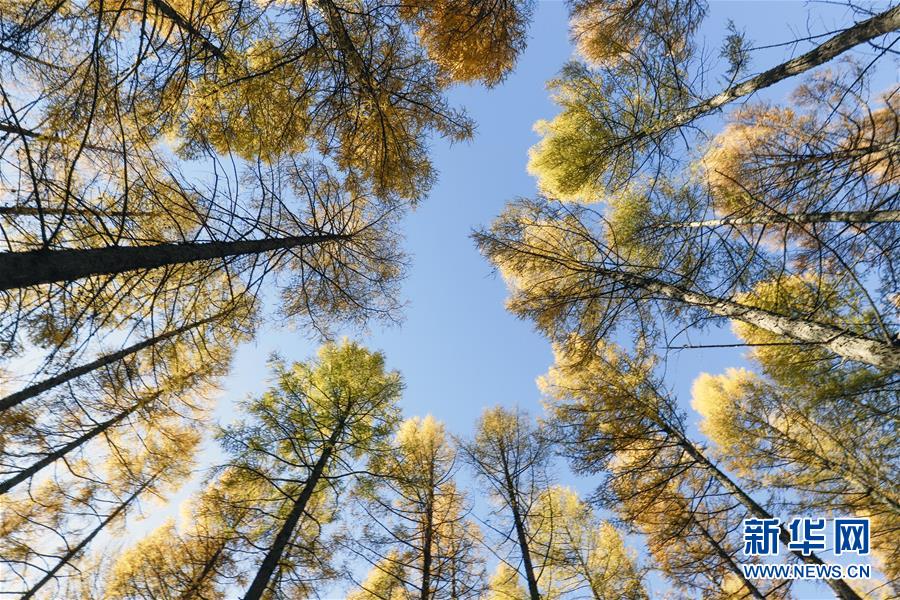 （新華全媒頭條&middot;圖文互動）（9）那一抹綠色，走進(jìn)越來越多人心里&mdash;&mdash;河北塞罕壩續(xù)寫新時代綠色傳奇