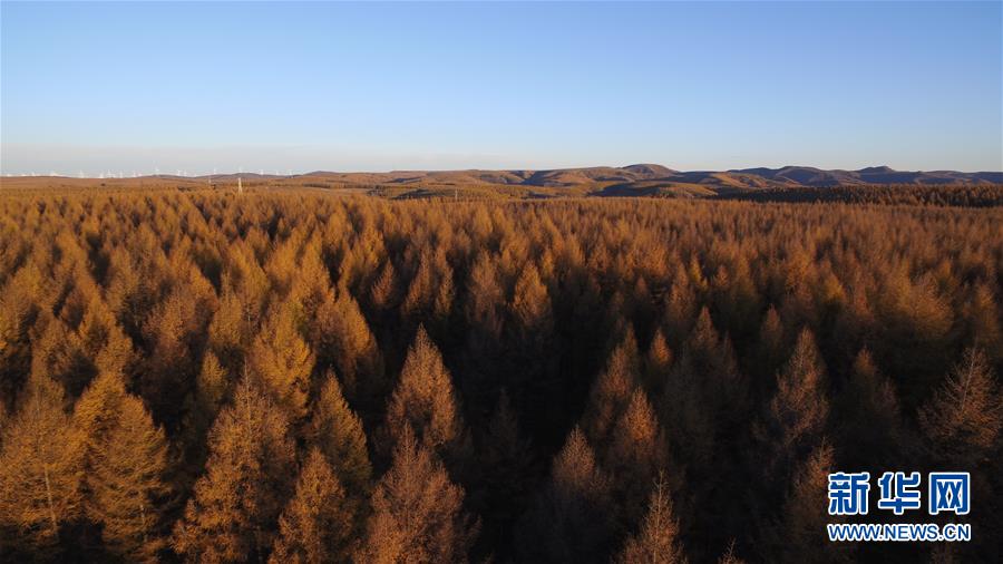 （新華全媒頭條&middot;圖文互動）（6）那一抹綠色，走進(jìn)越來越多人心里&mdash;&mdash;河北塞罕壩續(xù)寫新時代綠色傳奇