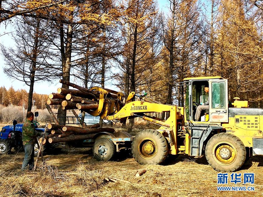 （新華全媒頭條&middot;圖文互動）（7）那一抹綠色，走進(jìn)越來越多人心里&mdash;&mdash;河北塞罕壩續(xù)寫新時代綠色傳奇