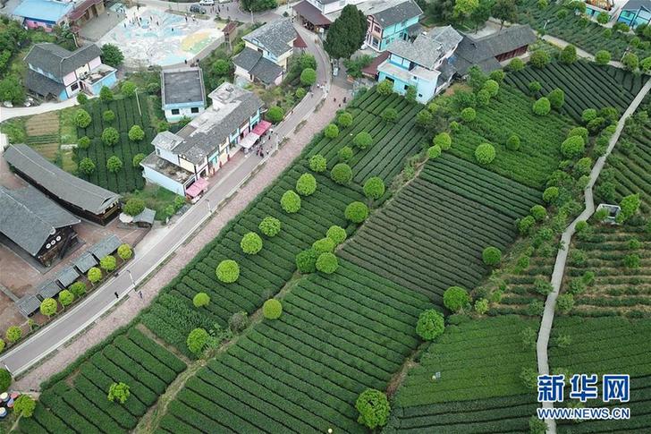 （百城百縣百企調(diào)研行&middot;圖文互動）（2）貴州湄潭：綠浪淘心 茶富萬民