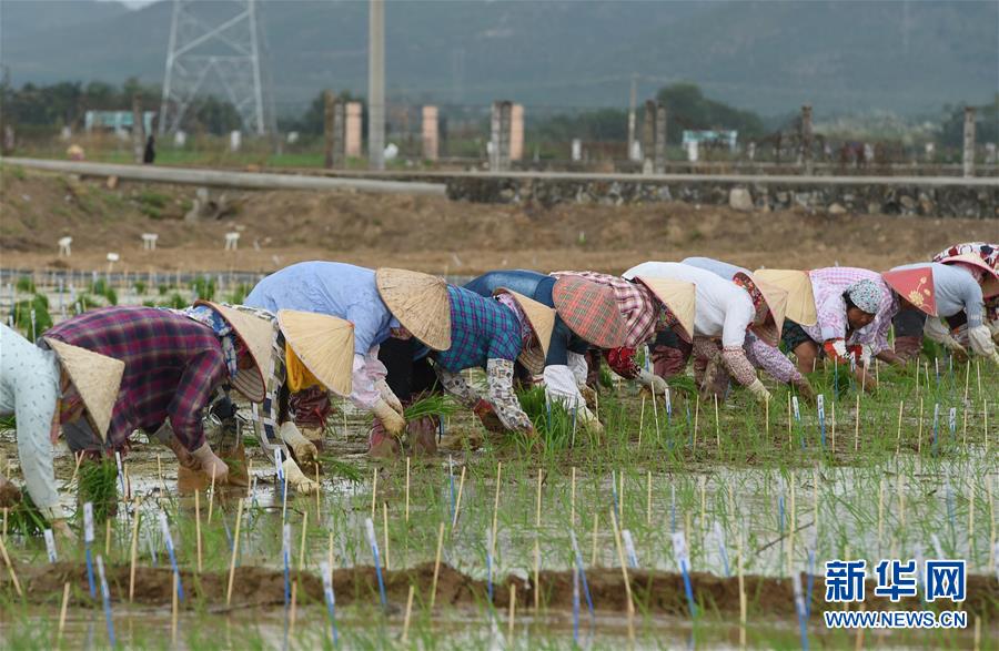 （百城百縣百企調(diào)研行&middot;圖文互動(dòng)）（4）海南農(nóng)墾：農(nóng)業(yè)&ldquo;國家隊(duì)&rdquo;打贏改革&ldquo;翻身仗&rdquo;