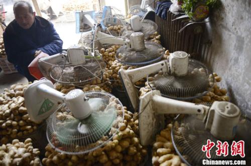 資料圖：山西太原蔬菜批發(fā)市場，姜販用多臺電風(fēng)扇風(fēng)干新鮮潮濕的生姜。<a target='_blank' ><p  align=
