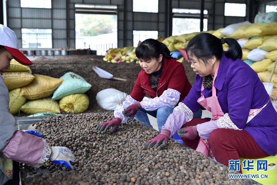 （圖文互動(dòng)）（1）大山深處的&ldquo;生態(tài)經(jīng)濟(jì)&rdquo; 